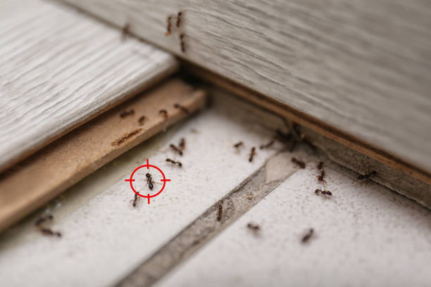 Best Pest Control Treatment  in Bayard, NE