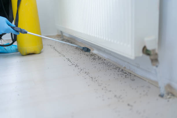 Best Termite Control Services  in Bayard, NE